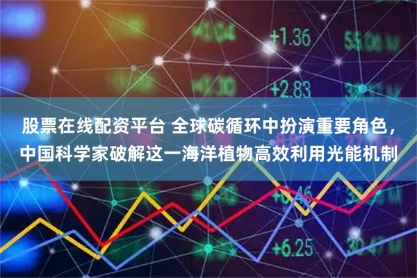 股票在线配资平台 全球碳循环中扮演重要角色，中国科学家破解这一海洋植物高效利用光能机制